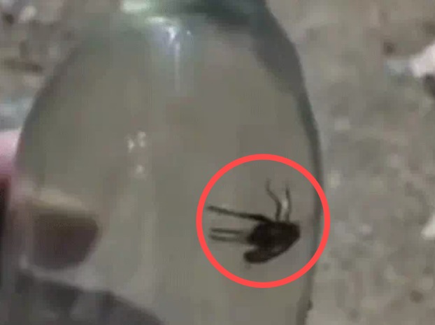 CG Liquor News: सील पैक शराब की बोतल में कीड़ा, VIDEO वायरल; 10 दिनों में दूसरा मामला