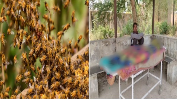 Dhamtari Bee Attack: जंगल में मधुमक्खियों का हमला; सास की मौत, दामाद गंभीर