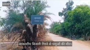 Dhamtari Lightning Strike: बिजली गिरने से 40 मवेशियों की मौत, लाखों का नुकसान Image 5 300x168