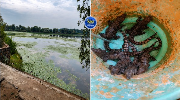 CG News: तालाब किनारे मिले मगरमच्छ के 6 बच्चे, देखकर चौंक गए लोग