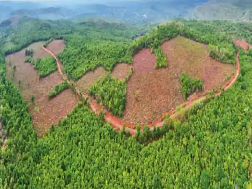 Abujhmad Forest Cutting: अबूझमाड़ में सरकारी पट्टे के लिए काट रहे जंगल, अवैध कटाई रोकने संयुक्त टीम गठित