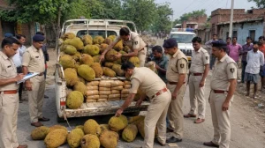 Mahasamund Ganja Smuggling: कटहल की आड़ में गांजा तस्करी; भारी मात्रा में गांजा समेत 2 तस्कर गिरफ्तार