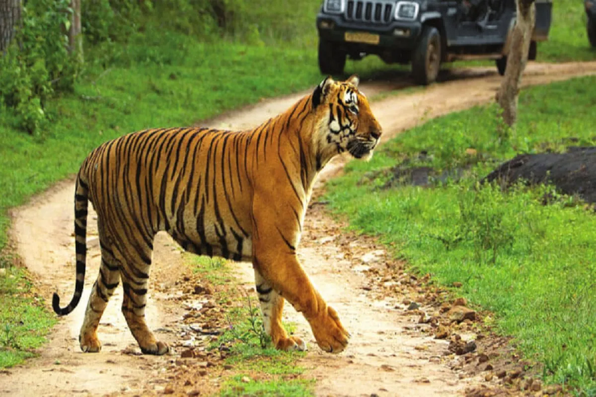 CG News: 3 महीने बंद रहेंगे छत्तीसगढ़ के टाइगर रिजर्व, राष्ट्रीय उद्यान और अभयारण्य, आखिर क्यों? जानिए..