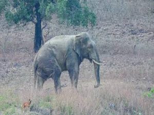 CG Elephant Attack: सड़क निर्माण कार्य के दौरान हाथी ने किया हमला, 2 श्रमिकों को कुचला