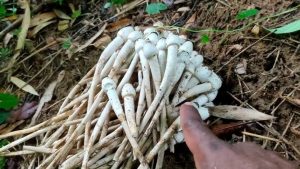 CG Food Poisoning: मशरूम खाने वालों सावधान ! जंगली फुटू खाने से एक ही परिवार के 8 लोग बीमार futu