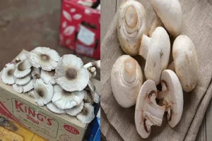 CG Food Poisoning: मशरूम खाने वालों सावधान ! जंगली फुटू खाने से एक ही परिवार के 8 लोग बीमार futu