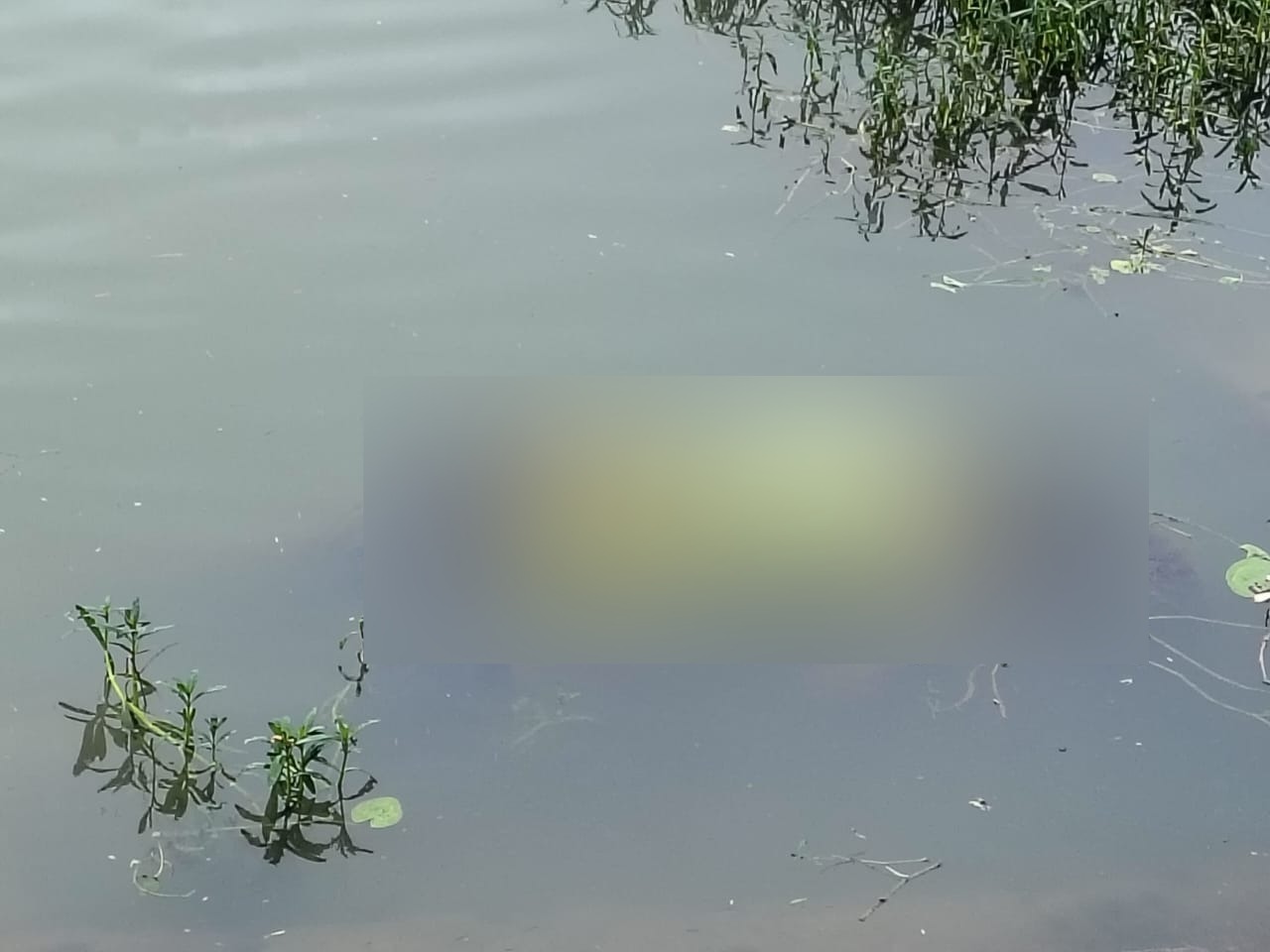 Raipur Breaking: रायपुर से एक बार फिर से सनसनीखेज मामला सामने आया है, जहां पर तालाब में एक युवती की लाश मिली है। पूरा मामला गोबरा नवापारा थाना क्षेत्र अंतर्गत लखना गांव की है। जहां गुरुवार सुबह गांव के तालाब में लड़की की लाश मिली जिसके बाद आसपास के इलाके में सनसनी फैल गई। गई। घटना की सूचना मिलते ही पुलिस और एफएसएल की टीम मौके पर पहुंची। शव को कब्जे में लेकर मामले की जांच शुरू कर दी गई है। फिलहाल युवती की पहचान नहीं हो सकी है।