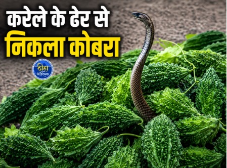 CG Snake Bite: बिलासपुर जिले के नेहरू नगर स्थित साप्ताहिक सब्जी बाजार में उस समय अफरा-तफरी मच गई, जब करेले के ढेर से अचानक एक कोबरा निकल आया। इस दौरान करेला छांट रहे एक युवक को सांप ने पैर में डस लिया। घायल युवक को तुरंत अस्पताल में भर्ती कराया गया, जहां उसका इलाज जारी है।
