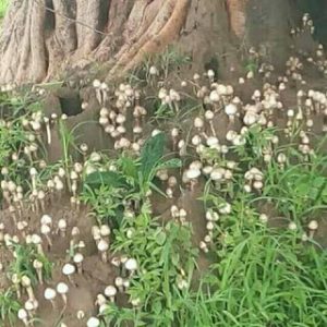 CG Food Poisoning: मशरूम खाने वालों सावधान ! जंगली फुटू खाने से एक ही परिवार के 8 लोग बीमार futu