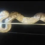 Korba Python Rescue: कोरबा जिले के दादर में आयोजित जगन्नाथ रथ यात्रा मेले के दौरान शुक्रवार रात उस समय हड़कंप मच गया, जब मेले के पास बिजली के तार पर करीब 8 फीट लंबा अजगर दिखाई दिया। अजगर को देखकर श्रद्धालुओं और दुकानदारों में अफरा-तफरी मच गई। मेले में बड़ी संख्या में लोग मौजूद थे, जिससे किसी भी अप्रिय घटना की आशंका बन गई थी।