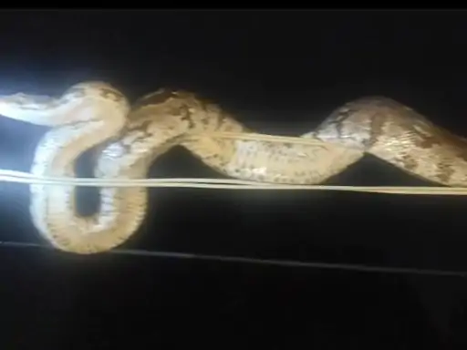 Korba Python Rescue: कोरबा जिले के दादर में आयोजित जगन्नाथ रथ यात्रा मेले के दौरान शुक्रवार रात उस समय हड़कंप मच गया, जब मेले के पास बिजली के तार पर करीब 8 फीट लंबा अजगर दिखाई दिया। अजगर को देखकर श्रद्धालुओं और दुकानदारों में अफरा-तफरी मच गई। मेले में बड़ी संख्या में लोग मौजूद थे, जिससे किसी भी अप्रिय घटना की आशंका बन गई थी।