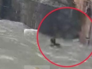 Bango Dam: कोरबा जिले के मिनीमाता हसदेव बांगो बांध में छलांग लगाने के बाद लापता हुए 24 वर्षीय युवक रंजीत यादव का 48 घंटे बाद भी कोई सुराग नहीं मिल सका है। जिला नगर सेना की रेस्क्यू टीम सोमवार सुबह से लगातार सर्च ऑपरेशन चला रही है। युवक की तलाश तेज करने के लिए प्रशासन ने एनडीआरएफ की टीम को भी बुलाया है।