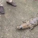 Korba Crocodile Rescue: कोरबा जिले के तरदा गांव में शनिवार सुबह खेत में एक मगरमच्छ दिखाई देने से ग्रामीणों में हड़कंप मच गया। खेत में काम कर रहे किसानों ने कीचड़ में मगरमच्छ को देखा और इसकी सूचना ग्रामीणों को दी। इसके बाद बड़ी संख्या में लोग मौके पर पहुंच गए।