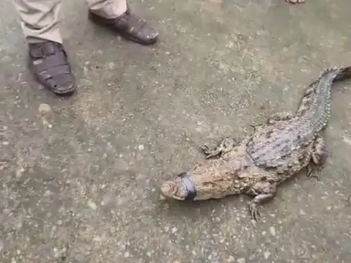 Korba Crocodile Rescue: कोरबा जिले के तरदा गांव में शनिवार सुबह खेत में एक मगरमच्छ दिखाई देने से ग्रामीणों में हड़कंप मच गया। खेत में काम कर रहे किसानों ने कीचड़ में मगरमच्छ को देखा और इसकी सूचना ग्रामीणों को दी। इसके बाद बड़ी संख्या में लोग मौके पर पहुंच गए।