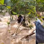 CG News: जशपुर जिले के प्रसिद्ध दनगरी वाटरफॉल में रविवार को बड़ा हादसा टल गया। तेज बारिश के कारण नदी का जलस्तर अचानक बढ़ने से 7 पर्यटक बीच बहाव में फंस गए। सूचना मिलते ही रेस्क्यू टीम और स्थानीय लोग मौके पर पहुंचे। काफी देर तक चले अभियान के बाद सभी पर्यटकों को सुरक्षित बाहर निकाल लिया गया। घटना का वीडियो भी सामने आया है।