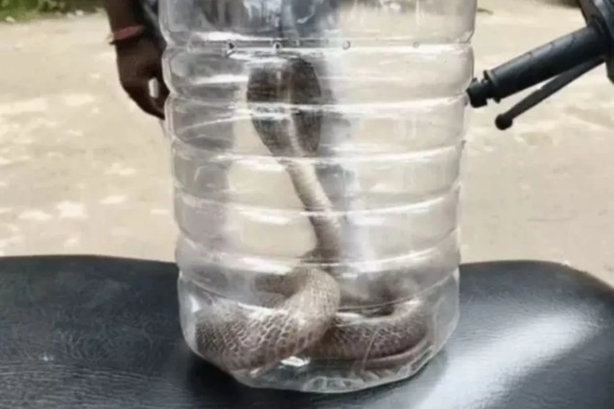 CG News: छत्तीसगढ़ के कोरबा जिले से एक में अजीबोगरीब मामला सामने आया है। दादर क्षेत्र में घर की सफाई के दौरान एक व्यक्ति को कोबरा सांप ने डस लिया। परिजन उसे तुरंत मेडिकल कॉलेज अस्पताल लेकर पहुंचे। जिसके बाद डोक्टरों ने कहा कि पहले सांप लेकर आओ, फिर इलाज होगा। इसके बाद परिजनों ने स्नेक कैचर की मदद से कोबरा का रेस्क्यू कराया और उसे अस्पताल लेकर पहुंचे। पहचान होने के बाद घायल का इलाज शुरू किया गया। फिलहाल उसकी हालत स्थिर बताई जा रही है।