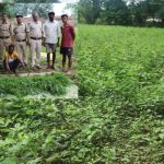 Kanker Ganja Farming: कांकेर जिले के भानुप्रतापपुर क्षेत्र में पुलिस ने अवैध गांजा खेती के खिलाफ बड़ी कार्रवाई करते हुए एक खेत से 844 गांजे के पौधे जब्त किए हैं। आरोपी ने अरहर और चेंच भाजी की फसल के बीच गांजे के पौधे उगाकर पुलिस की नजरों से बचने की कोशिश की थी। पुलिस ने आरोपी किसान सुभाष कोरेटी को गिरफ्तार कर लिया है।
