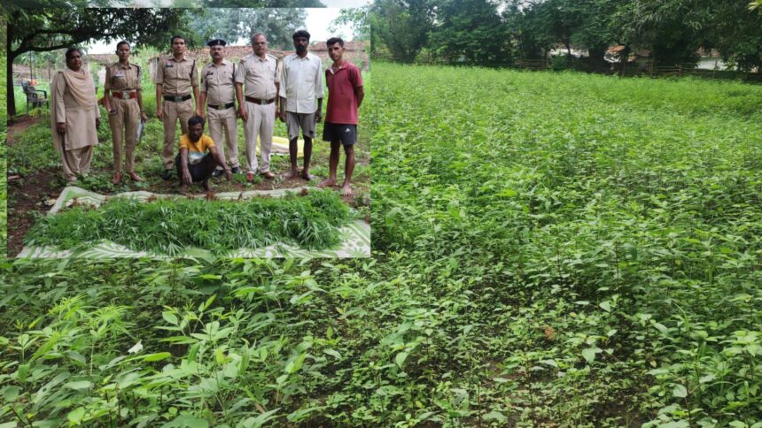 Kanker Ganja Farming: कांकेर जिले के भानुप्रतापपुर क्षेत्र में पुलिस ने अवैध गांजा खेती के खिलाफ बड़ी कार्रवाई करते हुए एक खेत से 844 गांजे के पौधे जब्त किए हैं। आरोपी ने अरहर और चेंच भाजी की फसल के बीच गांजे के पौधे उगाकर पुलिस की नजरों से बचने की कोशिश की थी। पुलिस ने आरोपी किसान सुभाष कोरेटी को गिरफ्तार कर लिया है।