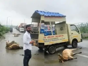 CG Accident: कोरबा जिले के दर्री थाना क्षेत्र में देर रात हुए दर्दनाक सड़क हादसे में 17 गोवंश अज्ञात वाहन की चपेट में आ गए। हादसे में 7 गोवंशों की मौके पर ही मौत हो गई, जबकि 10 गंभीर रूप से घायल हो गए। घायलों का उपचार जारी है। घटना के बाद गौसेवकों और स्थानीय लोगों ने सड़क पर चक्काजाम कर विरोध प्रदर्शन किया और जिम्मेदारों के खिलाफ कड़ी कार्रवाई की मांग की।