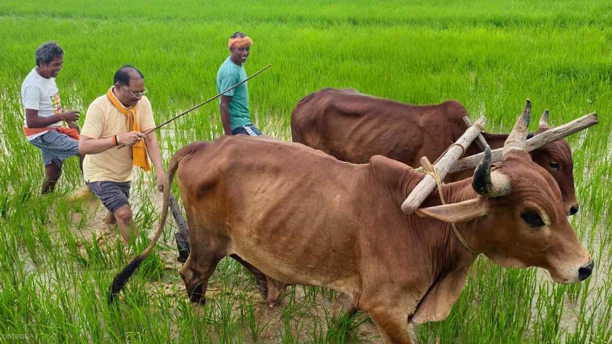CG News: किसान परिवार से आने वाले मुख्यमंत्री विष्णु देव साय का खेती-किसानी से जुड़ाव एक बार फिर देखने को मिला। मुख्यमंत्री ने जशपुर जिले के अपने गृहग्राम बगिया में खेत पहुंचकर पारंपरिक तरीके से बैलों के साथ हल चलाया और बियासी की। खेत में हल की मूठ थामे मुख्यमंत्री पूरी तरह एक किसान की भूमिका में नजर आए।
