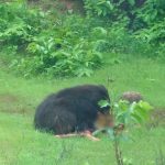 Kanker Bear Attack: छत्तीसगढ़ के कांकेर जिले में मादा भालू के हमले में 3 लोगों की मौत हो गई, जबकि तीन अन्य घायल हो गए। यह घटना बुधवार को नरहरपुर वन परिक्षेत्र के मरकाटोला और गवरसिल्ली गांव में हुई। मृतकों में भाई-बहन भी शामिल हैं। वन विभाग ने रेस्क्यू अभियान चलाकर मादा भालू को बेहोश कर पिंजरे में बंद कर लिया है।