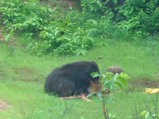 Kanker Bear Attack: छत्तीसगढ़ के कांकेर जिले में मादा भालू के हमले में 3 लोगों की मौत हो गई, जबकि तीन अन्य घायल हो गए। यह घटना बुधवार को नरहरपुर वन परिक्षेत्र के मरकाटोला और गवरसिल्ली गांव में हुई। मृतकों में भाई-बहन भी शामिल हैं। वन विभाग ने रेस्क्यू अभियान चलाकर मादा भालू को बेहोश कर पिंजरे में बंद कर लिया है।