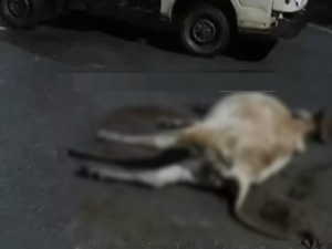CG Accident: कोरबा जिले के दर्री थाना क्षेत्र में देर रात हुए दर्दनाक सड़क हादसे में 17 गोवंश अज्ञात वाहन की चपेट में आ गए। हादसे में 7 गोवंशों की मौके पर ही मौत हो गई, जबकि 10 गंभीर रूप से घायल हो गए। घायलों का उपचार जारी है। घटना के बाद गौसेवकों और स्थानीय लोगों ने सड़क पर चक्काजाम कर विरोध प्रदर्शन किया और जिम्मेदारों के खिलाफ कड़ी कार्रवाई की मांग की।