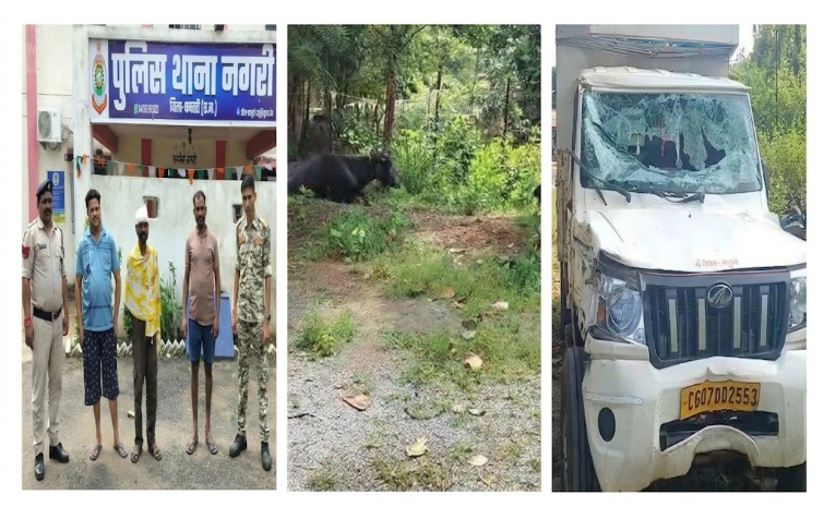 CG News: धमतरी जिले में भैंस तस्करी का मामला सामने आया है। नगरी थाना क्षेत्र में पिकअप वाहन पलटने के बाद पुलिस ने मौके पर पहुंचकर पांच भैंसों को बरामद किया। पुलिस ने मामले में तीन आरोपियों को गिरफ्तार किया है।