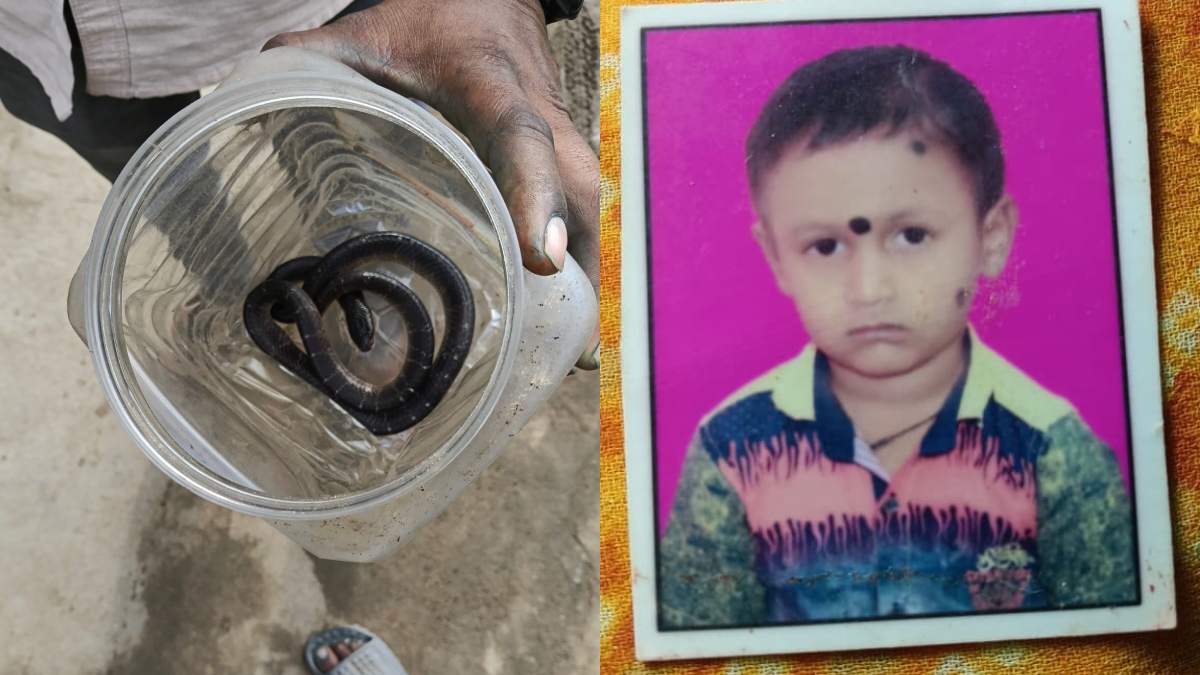 CG Snake Bite: बिलासपुर के तोरवा थाना क्षेत्र में जहरीले सांप के डसने से 10 वर्षीय बच्चे की मौत हो गई। बच्चा रात में सोने के लिए बिस्तर पर लेटा था, तभी बिस्तर में छिपे सांप ने उसे डस लिया। परिजन उसे तुरंत अस्पताल लेकर पहुंचे, लेकिन इलाज के दौरान उसकी जान नहीं बचाई जा सकी।