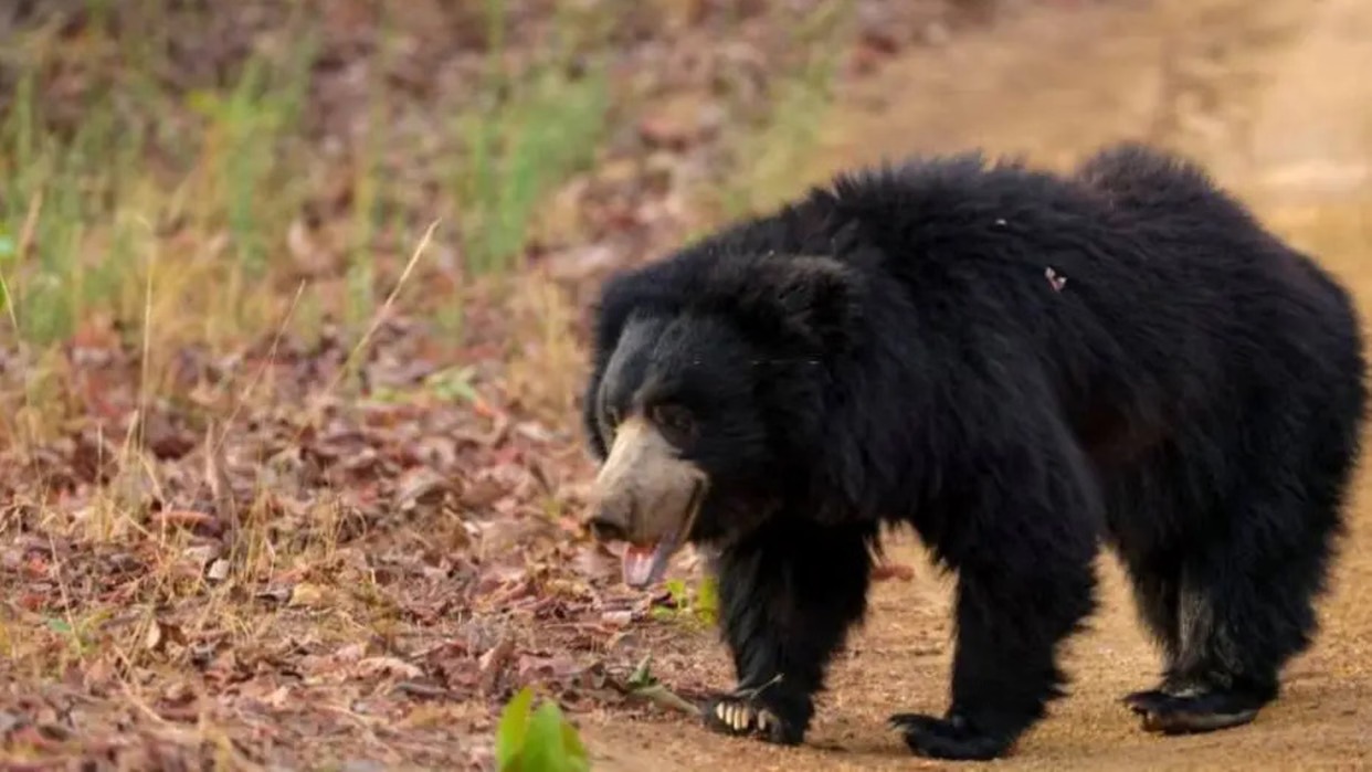 CG Bear Attack: छत्तीसगढ़ के कांकेर जिले के चारामा ब्लॉक में सोमवार देर रात भालुओं के झुंड ने एक राहगीर पर हमला कर दिया। हमले में युवक गंभीर रूप से घायल हो गया। ग्रामीणों की मदद से उसे जिला अस्पताल पहुंचाया गया, जहां उसका इलाज जारी है। घटना हल्बा चौकी क्षेत्र के बड़ाटोला गांव की है।