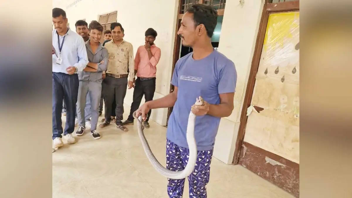 CG Snake Bite: जहरीले सांपों का रेस्क्यू करने वाले स्नेक कैचर मनीष पाटिल की सांप के डसने से मौत हो गई। बेमेतरा जिले में रेस्क्यू के दौरान सांप ने उन्हें डस लिया था, जिसके बाद उनकी हालत बिगड़ गई। अस्पताल में इलाज के दौरान उन्होंने दम तोड़ दिया। परिजन इलाज में देरी का आरोप लगा रहे हैं।