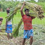 CG Sugarcane Price: मुख्यमंत्री विष्णुदेव साय ने प्रदेश के गन्ना किसानों के लिए बड़ी घोषणा करते हुए गन्ने की खरीदी दर 355 रुपये से बढ़ाकर 425 रुपये प्रति क्विंटल कर दी है। सरकार का दावा है कि नई दर लागू होने के बाद गन्ना मूल्य के मामले में छत्तीसगढ़ देश में पहले स्थान पर पहुंच गया है। बढ़ी हुई दर का लाभ पेराई सत्र 2025-26 में गन्ना बेच चुके किसानों को भी मिलेगा।