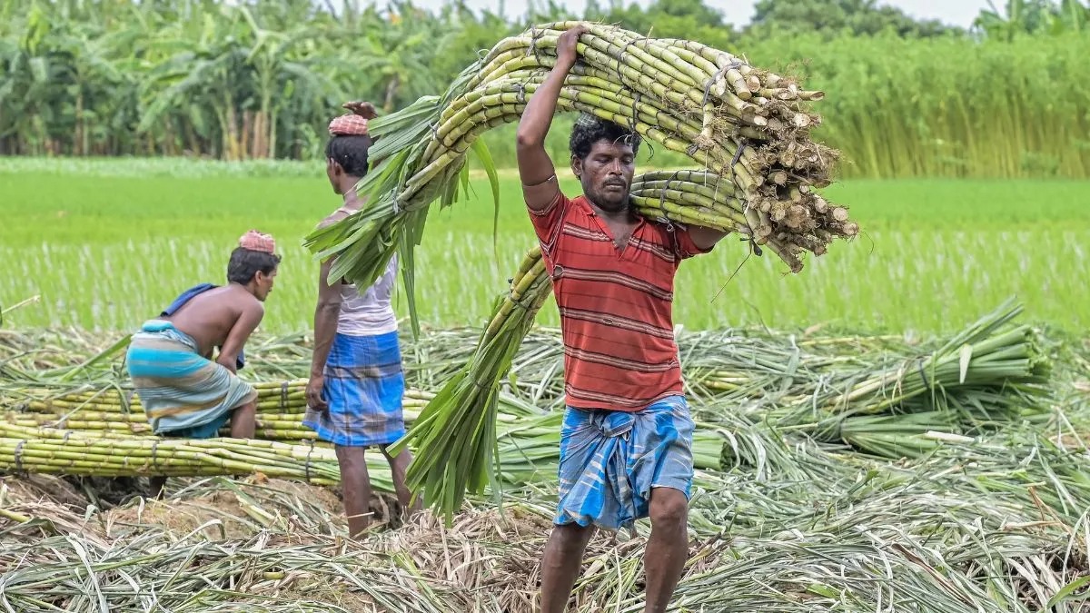 CG Sugarcane Price: मुख्यमंत्री विष्णुदेव साय ने प्रदेश के गन्ना किसानों के लिए बड़ी घोषणा करते हुए गन्ने की खरीदी दर 355 रुपये से बढ़ाकर 425 रुपये प्रति क्विंटल कर दी है। सरकार का दावा है कि नई दर लागू होने के बाद गन्ना मूल्य के मामले में छत्तीसगढ़ देश में पहले स्थान पर पहुंच गया है। बढ़ी हुई दर का लाभ पेराई सत्र 2025-26 में गन्ना बेच चुके किसानों को भी मिलेगा।