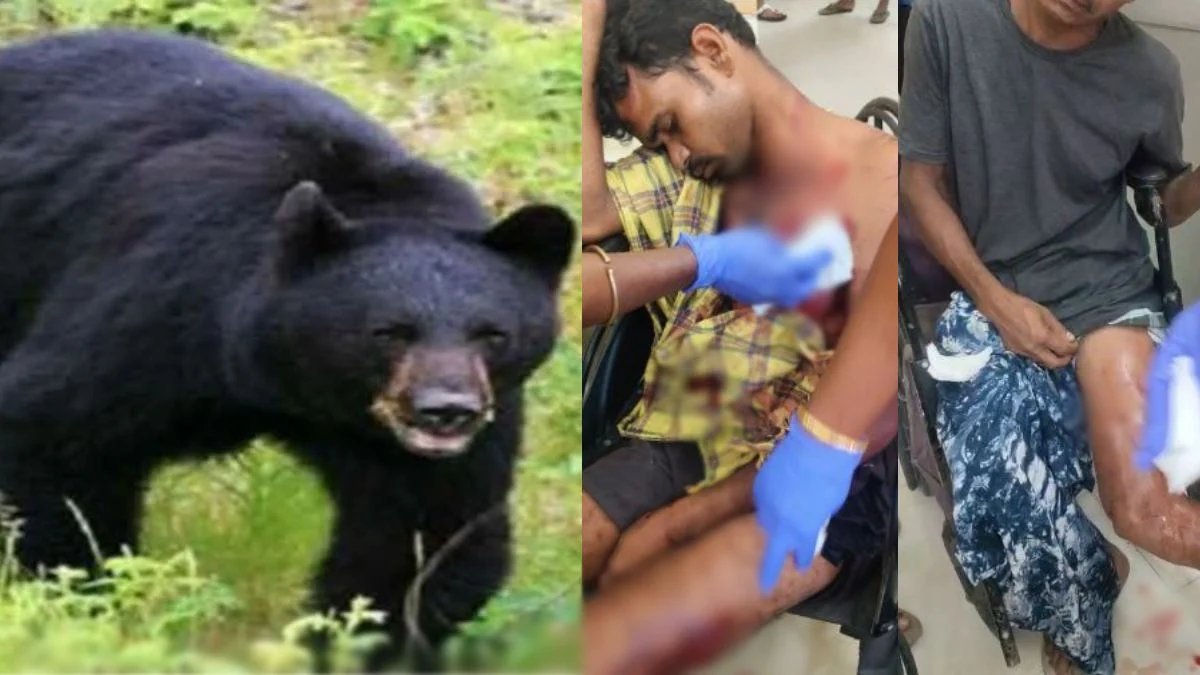 CG Bear Attack: सुकमा जिले के पालामडगू गांव में मवेशी चराने गए दो ग्रामीणों पर भालू ने हमला कर दिया। इस घटना में दोनों ग्रामीण घायल हो गए। घायलों को इलाज के लिए अस्पताल पहुंचाया गया, जहां प्राथमिक उपचार के बाद बेहतर इलाज के लिए रेफर करने की तैयारी की जा रही है। मामला पोलमपल्ली थाना क्षेत्र का है।