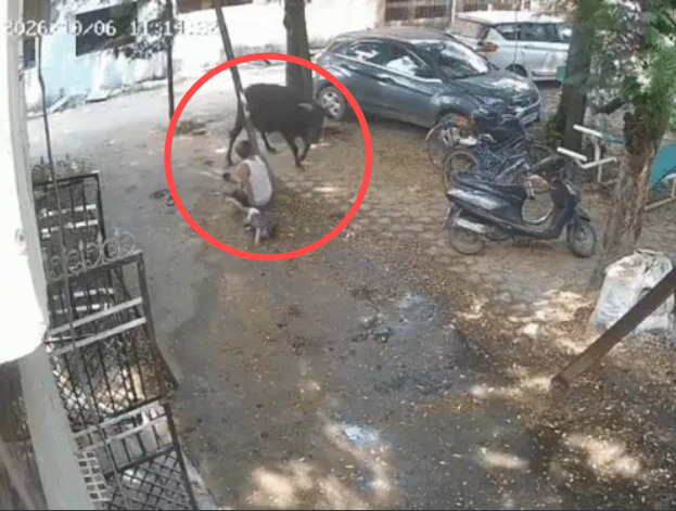 Raipur News: राजधानी रायपुर में मंगलवार को एक सांड के हमले से इलाके में दहशत फैल गई। सांड ने सड़क पर जा रहे करीब 15 लोगों को दौड़ा-दौड़ाकर घायल कर दिया। घायलों में पूर्व महिला कांग्रेस प्रदेश अध्यक्ष कल्पना पटेल भी शामिल हैं। वहीं, घटना का सीसीटीवी वीडियो भी सामने आया है, जिसमें सांड घर के बाहर बच्चे को गोद में लिए खड़े बुजुर्ग पर हमला करता नजर आ रहा है।