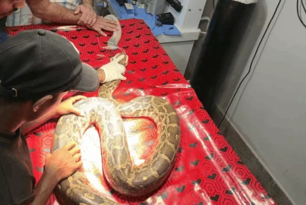 CG Python Surgery: छत्तीसगढ़ के बिलासपुर में वेटरनरी डॉक्टरों ने एक अजगर के मुंह का सफल ऑपरेशन कर 200 ग्राम का ट्यूमर निकाला है। करीब 2 घंटे तक चली सर्जरी के बाद अजगर की जान बचाई गई। ऑपरेशन के बाद उसे ड्रिप लगाकर विशेष निगरानी में रखा गया है।