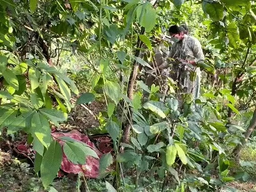 CG Rape Murder: छत्तीसगढ़ के कोरबा जिले के रजगामार चौकी क्षेत्र में तीन दिन से लापता 7 वर्षीय बच्ची का शव पोल्ट्री फार्म के पीछे झाड़ियों में मिलने से सनसनी फैल गई। बच्ची का शव अर्धनग्न अवस्था में मिला है। शुरुआती जांच में दुष्कर्म के बाद हत्या की आशंका जताई जा रही है। हालांकि, इसकी आधिकारिक पुष्टि पोस्टमॉर्टम रिपोर्ट आने के बाद ही होगी।
