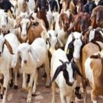 CG Goat Theft: रायगढ़ जिले के पुसौर थाना क्षेत्र के कई गांवों में भेड़-बकरियों की लगातार चोरी की घटनाओं से ग्रामीणों में डर का माहौल है। आरोप है कि रात के समय अज्ञात चोर घरों के पीछे बने बकरी कोठों की दीवार तोड़कर मवेशियों को चोरी कर ले जा रहे हैं। अब तक तीन गांवों में 20 से ज्यादा भेड़-बकरियों के चोरी होने की शिकायत सामने आ चुकी है।