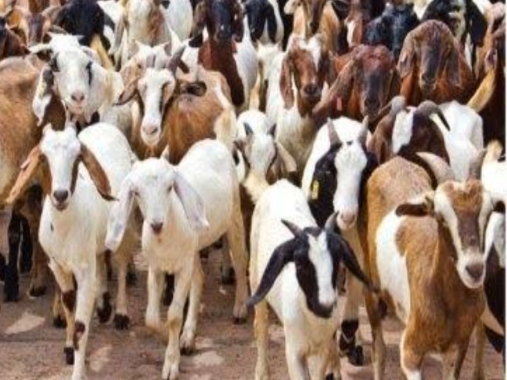 CG Goat Theft: रायगढ़ जिले के पुसौर थाना क्षेत्र के कई गांवों में भेड़-बकरियों की लगातार चोरी की घटनाओं से ग्रामीणों में डर का माहौल है। आरोप है कि रात के समय अज्ञात चोर घरों के पीछे बने बकरी कोठों की दीवार तोड़कर मवेशियों को चोरी कर ले जा रहे हैं। अब तक तीन गांवों में 20 से ज्यादा भेड़-बकरियों के चोरी होने की शिकायत सामने आ चुकी है।