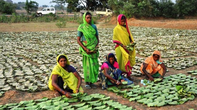 CG News: छत्तीसगढ़ में तेन्दूपत्ता संग्राहक परिवारों को सामाजिक सुरक्षा प्रदान करने के लिए संचालित राजमोहिनी देवी तेन्दूपत्ता संग्राहक सामाजिक सुरक्षा योजना के तहत 169 परिवारों को 2 करोड़ 42 लाख 40 हजार रुपए की सहायता राशि दी गई है। वन मंत्री केदार कश्यप के मार्गदर्शन में छत्तीसगढ़ राज्य लघु वनोपज संघ ने यह राशि सीधे हितग्राहियों के बैंक खातों में डिजिटल माध्यम से अंतरित की है।