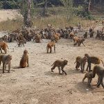 CG News: छत्तीसगढ़ के बेमेतरा जिले में 22 से अधिक बंदरों की संदिग्ध मौत का मामला सामने आने के बाद वन विभाग और पुलिस ने जांच शुरू कर दी है। प्रारंभिक जानकारी के अनुसार, फसलों की रखवाली के दौरान बंदरों के झुंड पर कथित रूप से फायरिंग की गई, जिससे बड़ी संख्या में बंदरों की मौत हो गई। हालांकि, मौत का वास्तविक कारण पोस्टमार्टम रिपोर्ट आने के बाद ही स्पष्ट होगा।