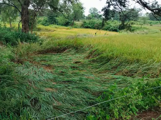 fasal kharab